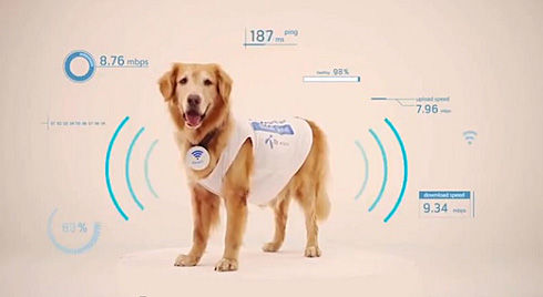 要给你的宠物注射RFID微芯片？